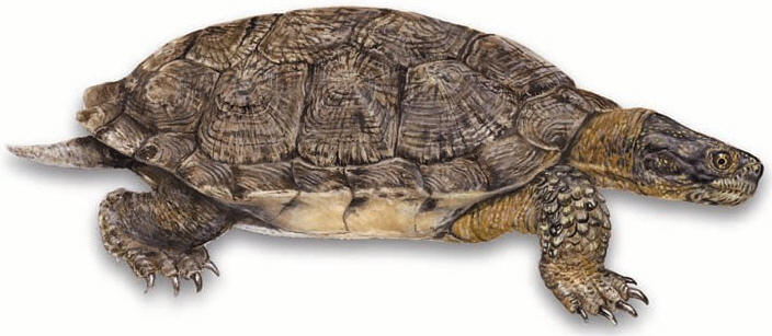 Toronto Zoo | Adopt A Pond - Species Guides